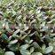 50 cell, 128 cell seed sprouter tray