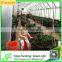New Style Single Span Agricultural Plastic Greenhouse