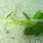 Home and outdoor garden edging christmas decoration 60cm or 24inches Height artificial small grass for green wall E04 1007