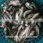 China Exporter Frozen Big eyes horse mackerel with size 40 - 60 g