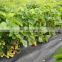 white Weed Mat Ground Cover  In Agriculture Vegetable Garden