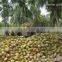 Suvimie Cocopeat Bale 25 kg