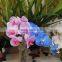 Wedding Real touch PU artificial orchid flower