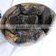 Natural septarium quartz geode for home decoration