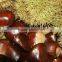 Supply fresh chestnut with good quality for sale