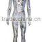Colorful Chrome Male Mannequin