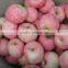 Yantai Fresh Red Fuji Apple