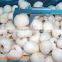 IQF/Frozen lychee whole unpeeled,frozen lychee fruits