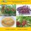 SCHISANDRA CHINENSIS EXTRACT