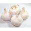 Garlic: Planting, Growing and Harvesting Garlic