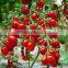 Factory price Tomato Seeds and organic Pink Cherry Tomato Seeds