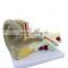Ear Plastic Education Human Body Anatomy Model