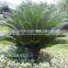 Artificial Cycas Revoluta Sago Cycas for Jurassic Period Dinosaur Hall