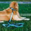reflective dog collar with neoprene soft and comfortable dog collar