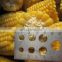 Sinocharm BRC A approved IQF Sweet Corn On The Cob Frozen Sweet Corn On The Cob