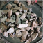 Mixed difference size  15-25mm/25-50mm Same weight drum calcium carbide/ CAC2