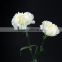 Bottom price Snow White carnation fresh in yunnan