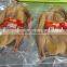 Top Quality Small Food Vacuum Packing Machine