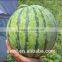 Honey Sweet rich juice and high resistance watermelon seeds