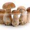 Polish Wild Dried Volvaria Volvacea Straw Mushroom