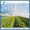 Poly multi span Greenhouse