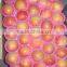 Supply IQF Frozen apple diced with good quality