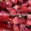 Natural Hibiscus Juice - Healthy Drink