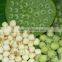 sweet lotus seeds snack food