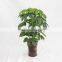 supply garden landscaping high imitation fortunate tree