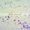 Educational slides medical prepared microbiology slides for microscopes