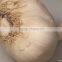 Participate output of egyptian dry garlic with good price/ red / yellow dry garlic