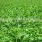 GMP factory supply 100% Pure Stevia Extract Stevia Steviosides/Rebaudioside A