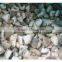 cultivated crops /100% natural china health food mushroom
