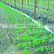 Siberian Ginseng Extract