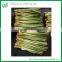 Lotus Lucky Bamboo Living Plant Wholesale