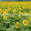 Factory Bulk wholesale sunflower oil cheap price