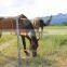 Lanstar newly high performance solar fence, cheap fence for animals, electric cattle fence energizer