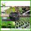 Tianjin factory drip irrigation pipe with round dripper