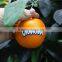 Home gardens for curtain hotel decoration 200cm Height making artificial live plastic green orange bonsai tree EZZPZ06 0302
