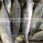 hot sale Bonito Tuna head