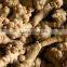 Natural Panax Notoginseng Root For Health Care Improve Immunity