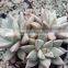 graptopetalum ametorum , grapes hybrid decorative plants echeveria, succulent plants, tropical plants