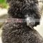 Design Quality Fashion Luxury Dog Training Collar