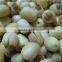 Vietnam Lotus seed