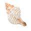 Vietnam Sea Shells Mixed Ocean/ Various Sizes Natural Seashells for Fish Tank, Home Decorations, Beach Theme Party