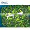 New Season Frozen Spinach Cut BRC Certificate IQF Spinach