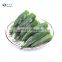 IQF Frozen Okra Whole Okra Cut