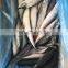 frozen pacific mackerel fish scomber japonicus chub mackerel