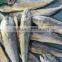 Frozen mahi-mahi fish WR scientific name Coryphaena hippurus