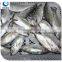 wholesale fishing frozen yellow tail horse mackerel fish